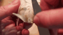 How To Turn A Mushroom GIF - Dinner GIFs