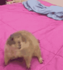 Heyy How You Doing GIF - Heyy How You Doing Squirrel GIFs