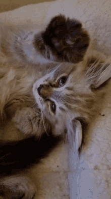 Cat Stefmurph GIF - Cat Stefmurph Murphy GIFs