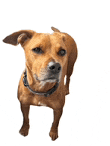 a brown dog with a black collar is standing on a white background looking up at the camera .