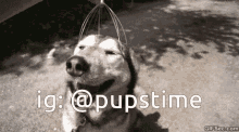 a dog is being massaged by a person with the words ig @pupstime below it