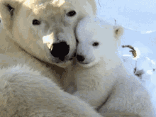 Polar Bear Mom And Kid GIF - Polar Bear Mom And Kid Cute GIFs