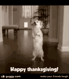 Happy Thanksgiving Dog GIF