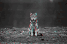 Wolf Boo GIF - Wolf Boo GIFs