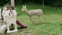 Deer Clumsy GIF - Deer Clumsy GIFs