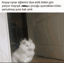 Cat Memes GIF - Cat Memes Turkey GIFs