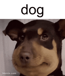 Dog Dumb Dog GIF - Dog Dumb Dog Dog Funny GIFs