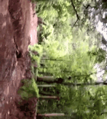 Motorcycle Forest GIF - Motorcycle Forest Smile GIFs