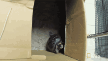 Trying To Escape World Turtle Day GIF - Trying To Escape World Turtle Day Dr Ks Exotic Animal Er GIFs