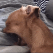 Chihuahua Screaming GIF - Chihuahua Screaming GIFs