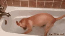 Bath Time Dogs GIF - Bath Time Dogs Funny Animals GIFs