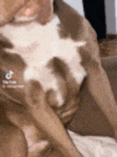 a close up of a brown and white dog laying on a couch .