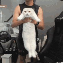 beaglecat cat swing
