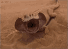 Bearded Dragon Disappear GIF - Bearded Dragon Disappear Nope GIFs