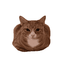 orange cat bread cat