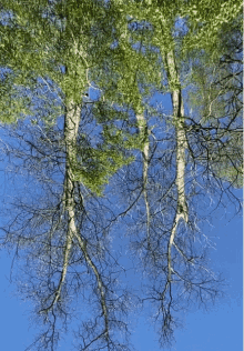 Trees Breathing GIF - Trees Breathing Just Breathe GIFs