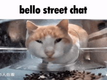 a cat in a plastic container with the words " bello street chat " below it