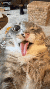 a cat with its tongue hanging out is laying down on the floor .