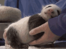 Sleeping Baby Animals GIFs | Tenor