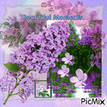 When Lilacs Bloom Flowers GIF - When Lilacs Bloom Lilacs Lilac GIFs