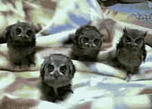 Owl Cute GIF - Owl Cute Dancing GIFs