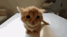 Happy Kitty GIF - Happy Kitty Kitten GIFs