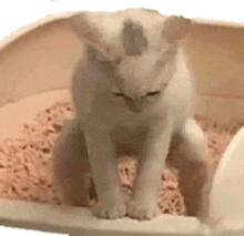 a white kitten is sitting in a litter box looking at the camera .