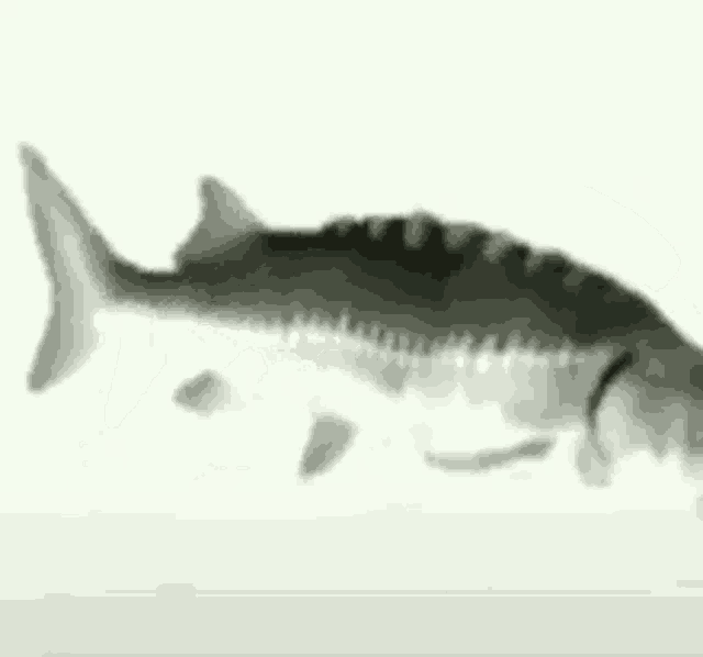 Fish GIF Fish Discover & Share GIFs