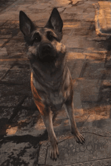 GIF