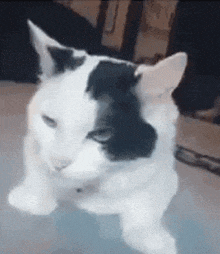 a white cat with a black spot on its face