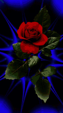 Rose Colorful GIF
