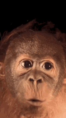 Baby Orangutan Baby Monkey GIF