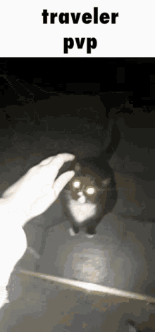 Borkybepis Catsoda GIF - Borkybepis Catsoda Traveler GIFs