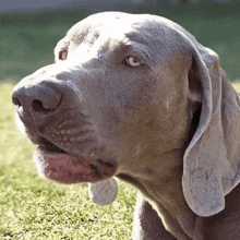 a close up of a dog laying in the grass