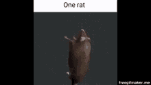 Onerat Spin GIF - Onerat Rat Spin GIFs