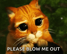 a cat is asking to blow me out with its paws