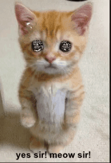Kitten Meow GIF - Kitten Meow Yes Sir GIFs