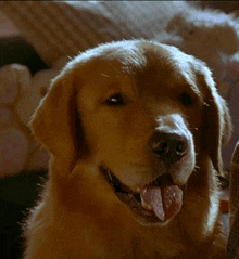 Air Bud Funny Face GIF - Air Bud Funny Face Funny Dogs GIFs