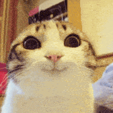a close up of a cat with big eyes