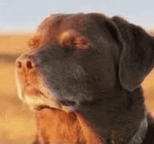 a close up of a brown and black dog looking at the camera .