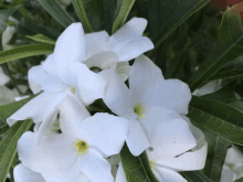 White Flower White GIF - White Flower White Flowers GIFs