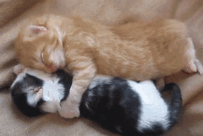 Cuddles Cute GIF - Cuddles Cute Animals - Discover & Share GIFs