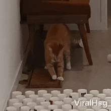 Scratching The Pad Cat GIF - Scratching The Pad Cat Viralhog GIFs