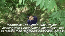 reforestation deforestation indonesia green wall project cassava