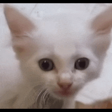 a close up of a white kitten 's face