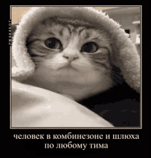 a picture of a cat with a blanket on its head in a frame