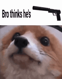 a dog with a gun next to it and the words `` bro thinks he 's ''