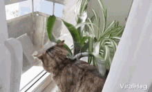 Curious Cat Hunting GIF - Curious Cat Hunting Stalking GIFs