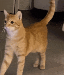 a cat with a long tail standing on a tiled floor