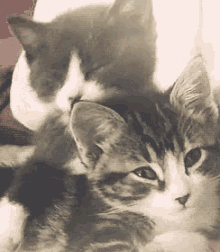 Cats Spooning GIF - Cats Cute Kitten GIFs